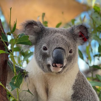 A koala in a gum tree.